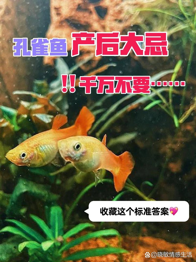 鳳尾生小魚要立即撈出嗎，鳳尾魚產(chǎn)后隔離與幼魚飼養(yǎng)全指南 鳳尾生小魚要立即撈出嗎，鳳尾魚產(chǎn)后隔離與幼魚飼養(yǎng)全指南 龍魚論壇 第6張