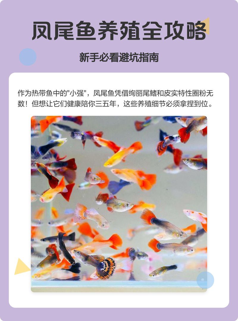 鳳尾生小魚要立即撈出嗎，鳳尾魚產(chǎn)后隔離與幼魚飼養(yǎng)全指南 鳳尾生小魚要立即撈出嗎，鳳尾魚產(chǎn)后隔離與幼魚飼養(yǎng)全指南 龍魚論壇 第7張
