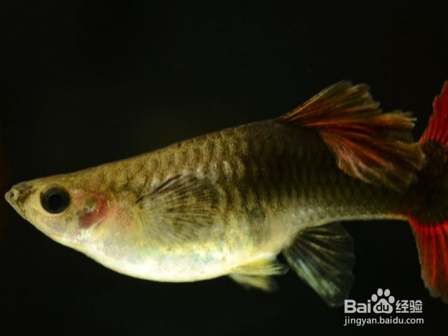 鳳尾生小魚要立即撈出嗎，鳳尾魚產(chǎn)后隔離與幼魚飼養(yǎng)全指南 鳳尾生小魚要立即撈出嗎，鳳尾魚產(chǎn)后隔離與幼魚飼養(yǎng)全指南 龍魚論壇 第2張