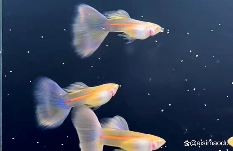 鳳尾生小魚要立即撈出嗎，鳳尾魚產(chǎn)后隔離與幼魚飼養(yǎng)全指南 鳳尾生小魚要立即撈出嗎，鳳尾魚產(chǎn)后隔離與幼魚飼養(yǎng)全指南 龍魚論壇 第4張