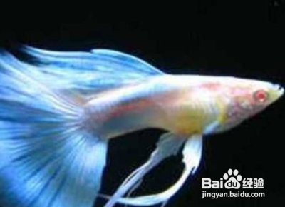 鳳尾生小魚要立即撈出嗎，鳳尾魚產(chǎn)后隔離與幼魚飼養(yǎng)全指南 鳳尾生小魚要立即撈出嗎，鳳尾魚產(chǎn)后隔離與幼魚飼養(yǎng)全指南 龍魚論壇 第3張