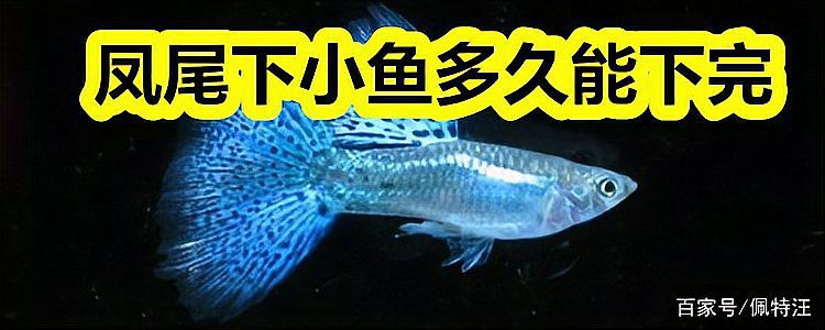 鳳尾生小魚要立即撈出嗎，鳳尾魚產(chǎn)后隔離與幼魚飼養(yǎng)全指南 鳳尾生小魚要立即撈出嗎，鳳尾魚產(chǎn)后隔離與幼魚飼養(yǎng)全指南 龍魚論壇 第5張