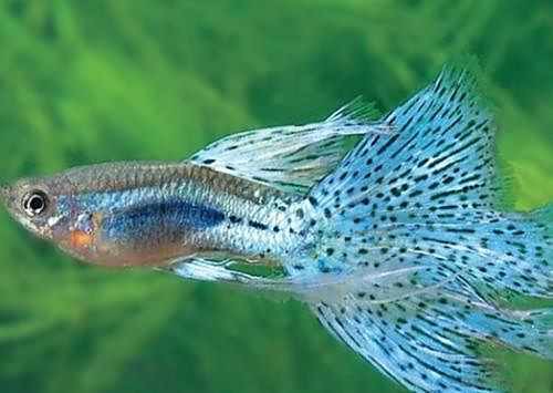 鳳尾生小魚要立即撈出嗎，鳳尾魚產(chǎn)后隔離與幼魚飼養(yǎng)全指南 鳳尾生小魚要立即撈出嗎，鳳尾魚產(chǎn)后隔離與幼魚飼養(yǎng)全指南 龍魚論壇 第9張