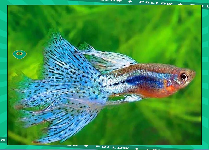 鳳尾生小魚要立即撈出嗎，鳳尾魚產(chǎn)后隔離與幼魚飼養(yǎng)全指南 鳳尾生小魚要立即撈出嗎，鳳尾魚產(chǎn)后隔離與幼魚飼養(yǎng)全指南 龍魚論壇 第1張