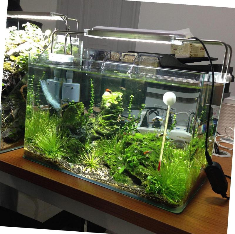 嘉祥水族店，嘉祥縣海洋之星水族店哪家口碑最好