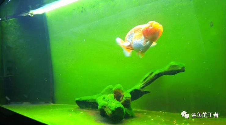 40缸養(yǎng)魚需要開多大的燈？，《40缸養(yǎng)魚需要開多大的燈》40缸養(yǎng)魚需要開多大的燈