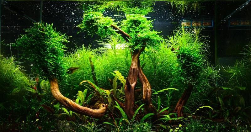 40缸養(yǎng)魚需要開多大的燈？，《40缸養(yǎng)魚需要開多大的燈》40缸養(yǎng)魚需要開多大的燈