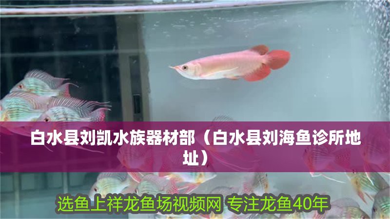 白水龍魚店，成都白水龍魚店特色魚品類餐飲案例銘龍漁場白水龍魚店
