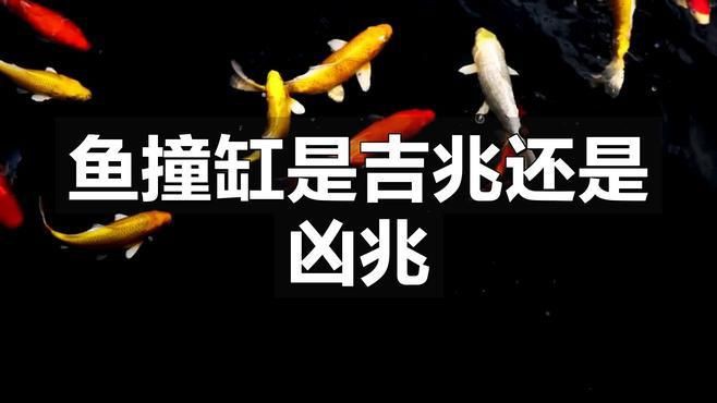 夢見魚撞缸具體預示什么，《夢見魚撞缸具體預示什么》