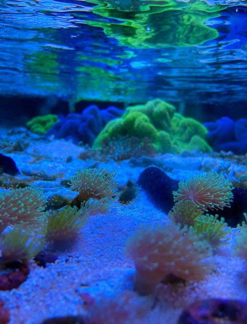 深圳水族店，深圳寵尚居水族店