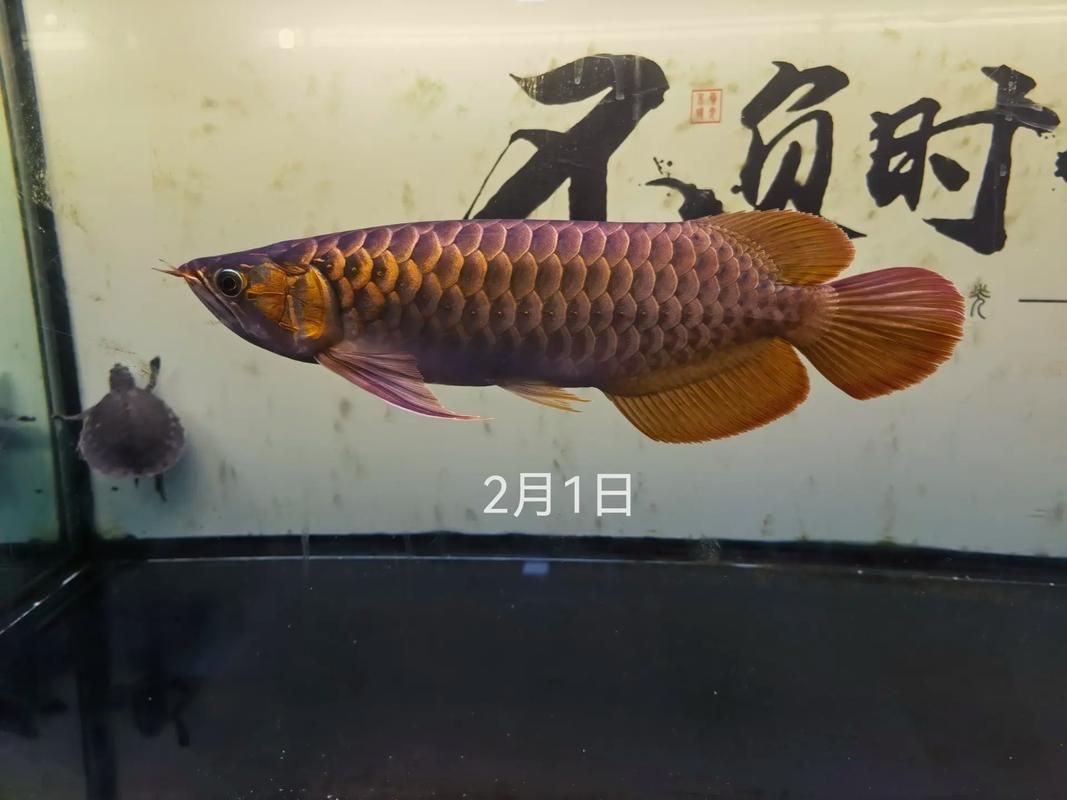 紅龍魚發色順序圖，紅龍魚的發色是一個循序漸進且漫長的過程