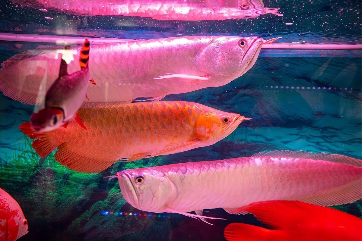 買龍魚為什么說要請，信-紅龍魚篇龍魚小參謀每月200元養出“金盔紅甲”的保姆級指南