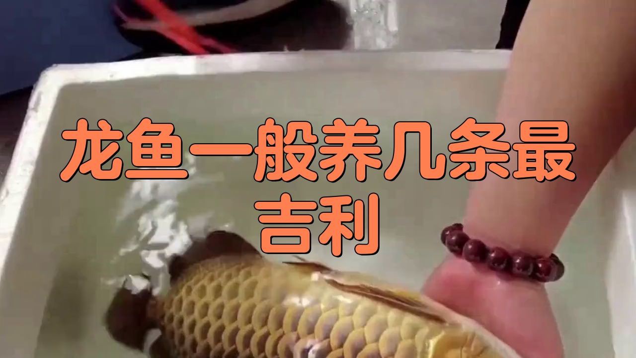 紅龍魚養幾條最好風水學，《紅龍魚養幾條最好風水學》