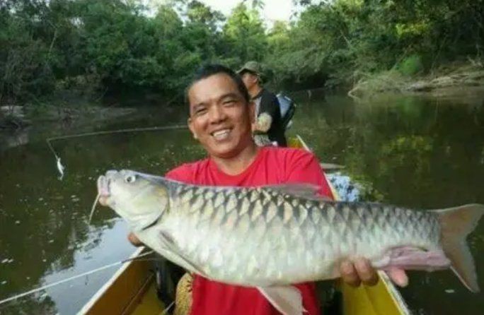 廣東養(yǎng)殖忘不了魚，《廣東養(yǎng)殖忘不了魚果共生了魚》在廣東忘不了魚養(yǎng)殖