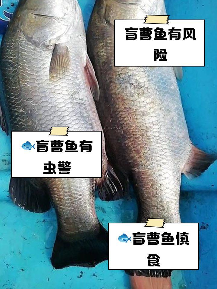 盲曹魚為何盡量少吃，盲曹魚為何盡量少吃邊牧崽崽盲曹魚為何盡量少吃邊牧崽崽