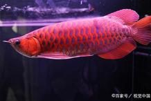紅龍與金龍的生物學差異，紅龍與金龍同屬硬骨舌魚屬，但在生物學特征上存在顯著差異