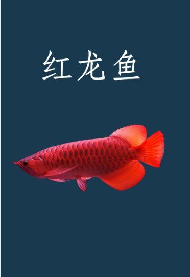 紅龍與金龍的生物學差異，紅龍與金龍同屬硬骨舌魚屬，但在生物學特征上存在顯著差異