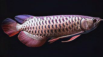 紅龍與金龍的生物學差異，紅龍與金龍同屬硬骨舌魚屬，但在生物學特征上存在顯著差異