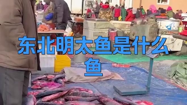 明太魚在中國叫什么魚，東北明太魚是什么魚西蘭花閣下明太魚是什么魚西蘭花閣下