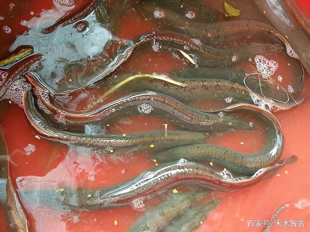 刀鰍魚的毒性有多強，刀鰍魚中毒癥狀有來醫生這五種魚釣到也扔了千萬不要舍不得吃