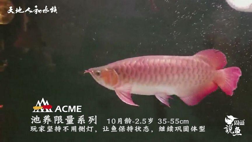 如何判斷大湖紅龍的年齡？，如何判斷大湖紅龍年齡