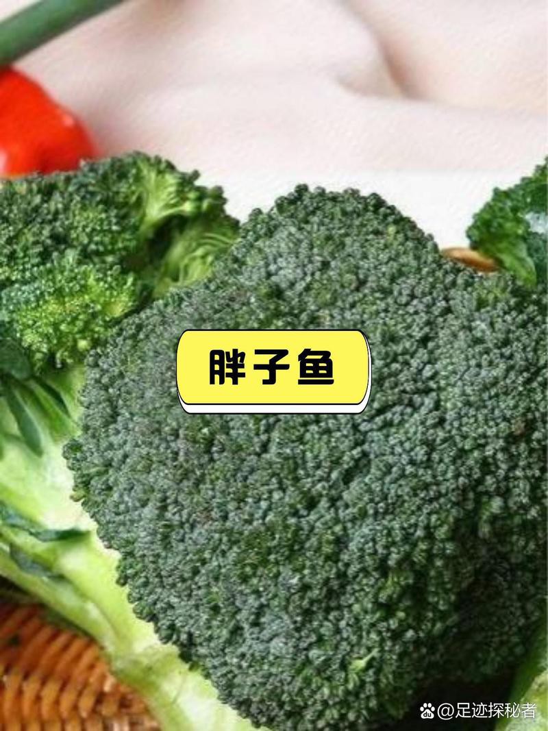 武山龍魚店，天水武山龍魚店
