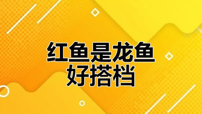 哪些魚類能與紅龍魚和平共處？，紅龍魚混養(yǎng)推薦