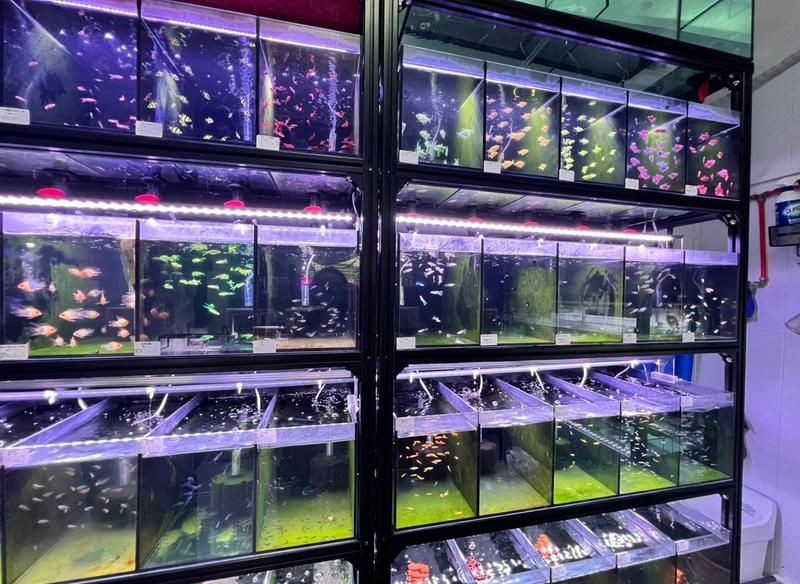 黃石魚缸批發市場，2024年大黃魚行業市場現狀及熱點分析「圖」