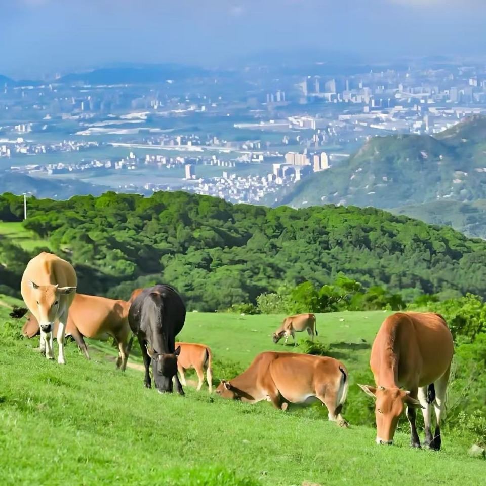 黃石魚缸批發市場，2024年大黃魚行業市場現狀及熱點分析「圖」