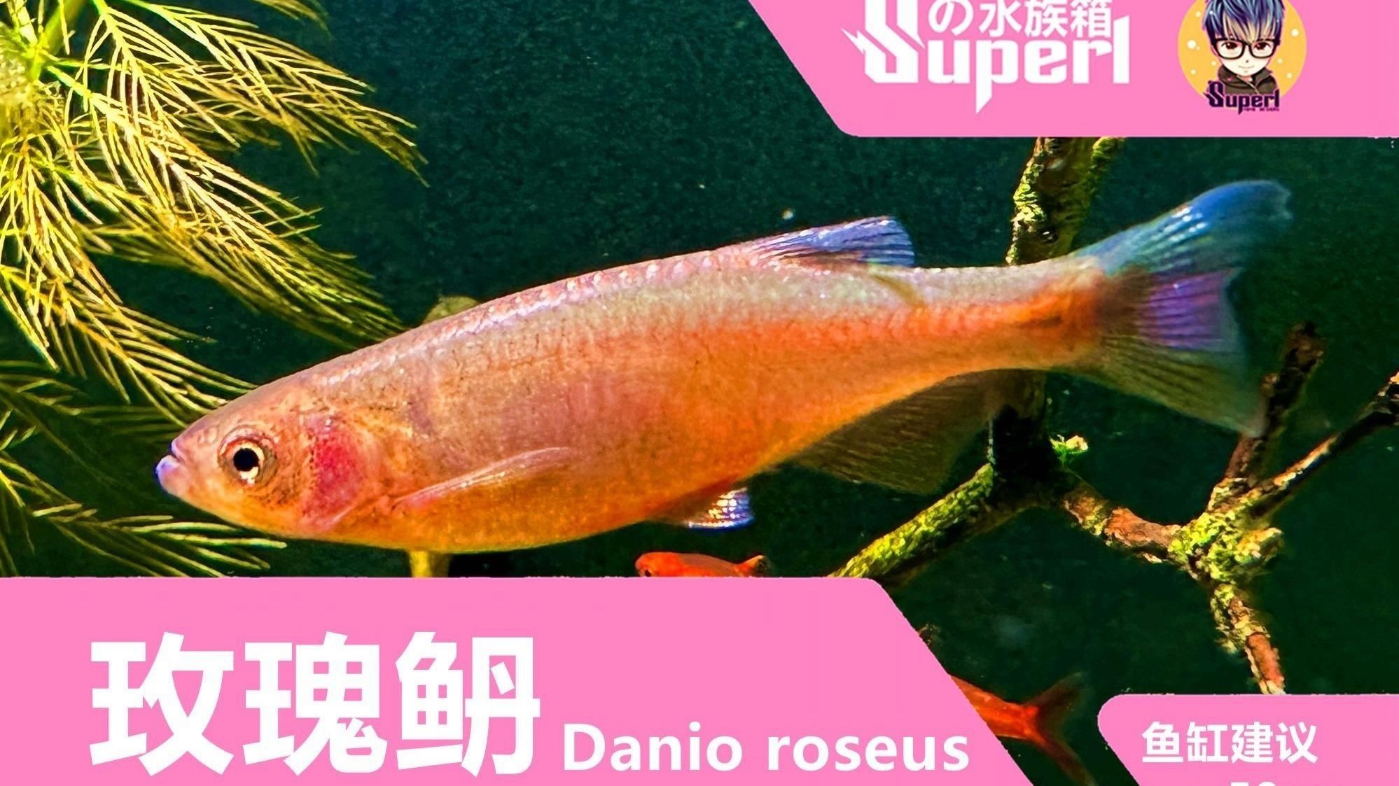 玫瑰丹魚能和什么魚混養，新手宿舍養魚指南:玫瑰丹魚混養適宜伙伴探究摘要