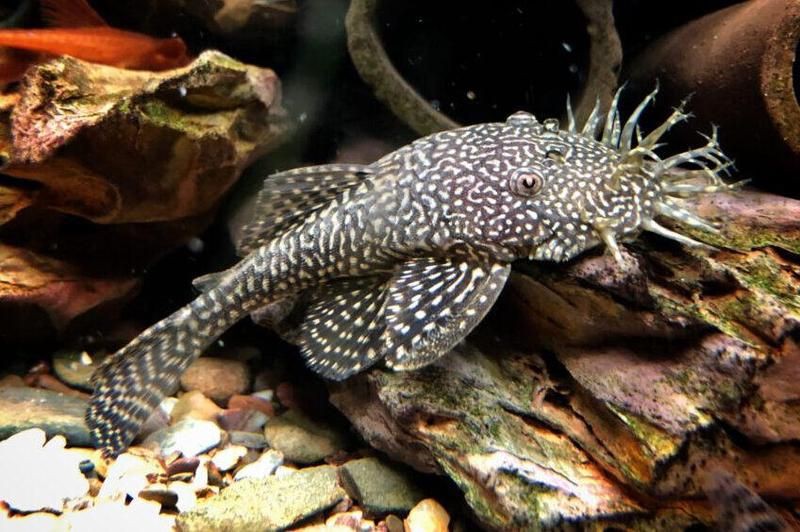 綠皮皇冠豹一年長多少厘米,哥倫比亞綠皮皇冠豹 龍魚百科 第5張 綠皮皇冠豹一年長多少厘米,哥倫比亞綠皮皇冠豹 綠皮皇冠豹一年長多少厘米,哥倫比亞綠皮皇冠豹 龍魚百科 第5張