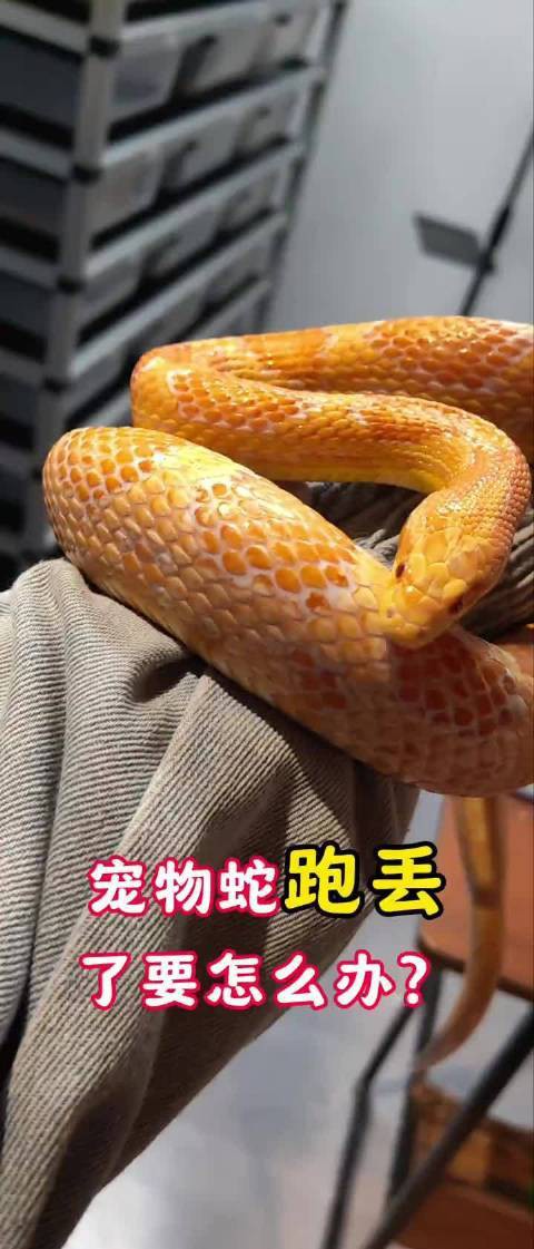 小火龍爬出后如何找到它？，小火龍爬出后的找尋問題