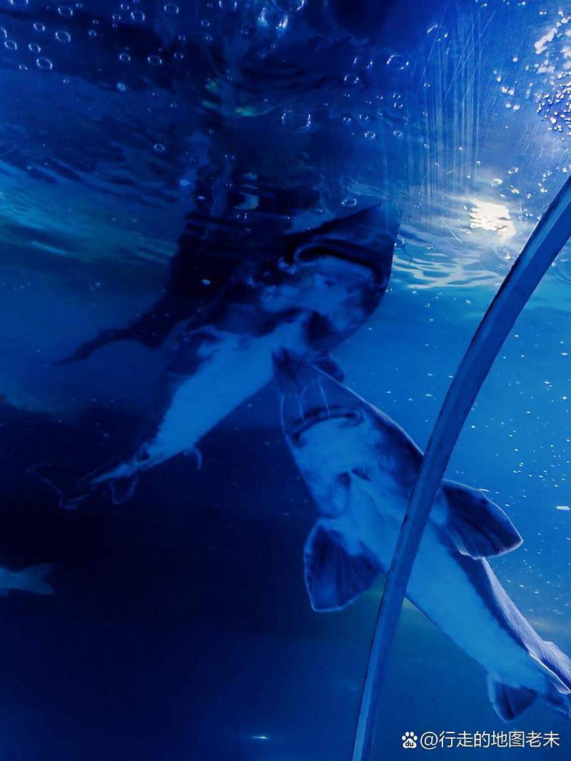 濮陽水族店，濮陽哪家水族店口碑最好 濮陽水族店，濮陽哪家水族店口碑最好 全國水族館企業名錄 第7張