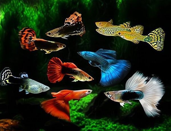 漳州魚缸店，漳州魚缸店分析