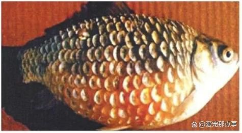 提供幾張豎鱗病的圖片，魚豎鱗病怎么治