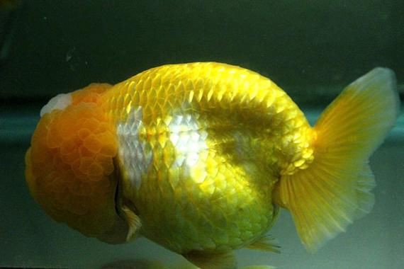 提供幾張豎鱗病的圖片，魚豎鱗病怎么治