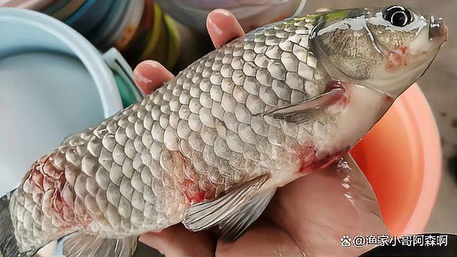 提供幾張豎鱗病的圖片，魚豎鱗病怎么治