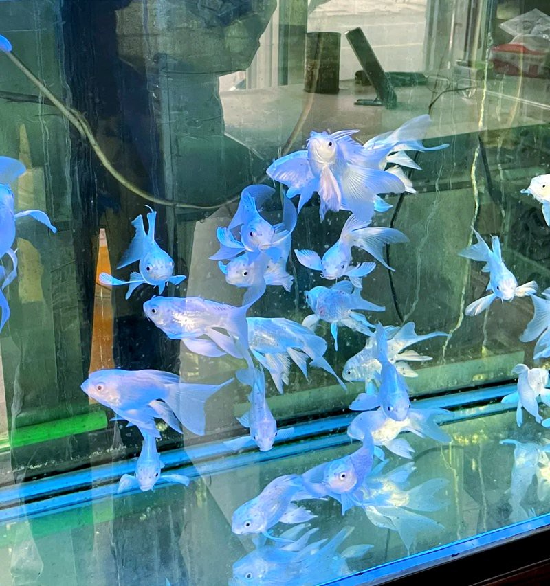 淄川水族店，淄博水族店探秘之旅