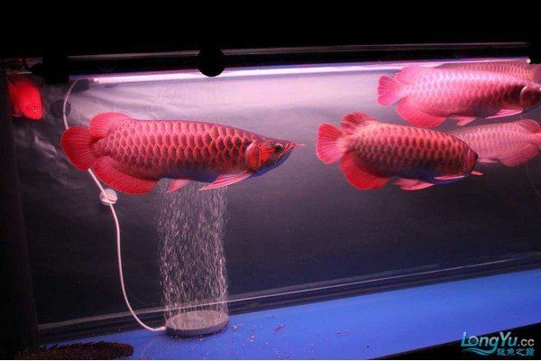紅龍魚的最佳混養數量是多少？，紅龍魚一缸可以養幾條