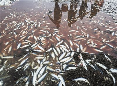 什么藥毒魚最厲害，毒魚的最狠農(nóng)藥
