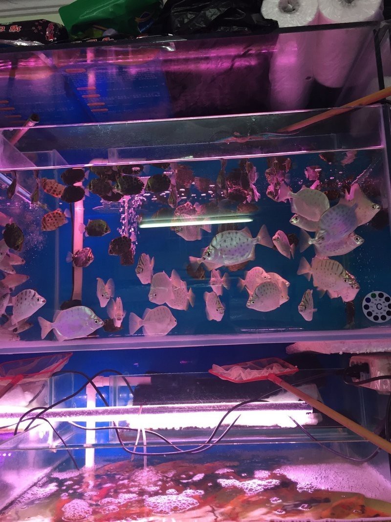 豐臺水族店，北京豐臺水族市場