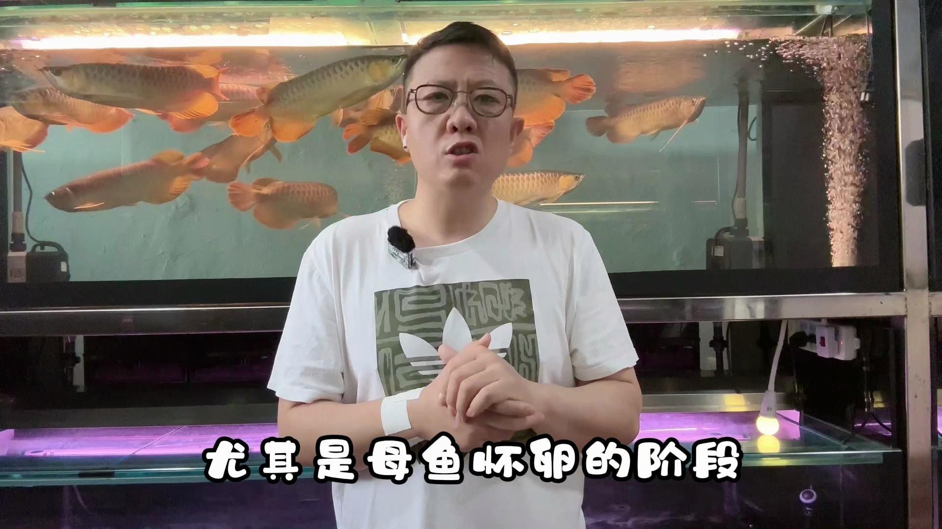 如何正確使用龍魚(yú)專(zhuān)用魚(yú)藥？，如何正確使用龍魚(yú)專(zhuān)用魚(yú)藥