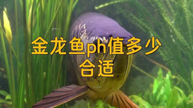 如何設置龍魚魚缸的水質參數？，如何設置龍魚魚缸的水質參數