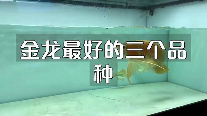 24K金龍魚(yú)有哪些稀有品種？，24k金龍魚(yú)哪個(gè)品種最稀有24k金龍魚(yú)哪個(gè)品種最稀有