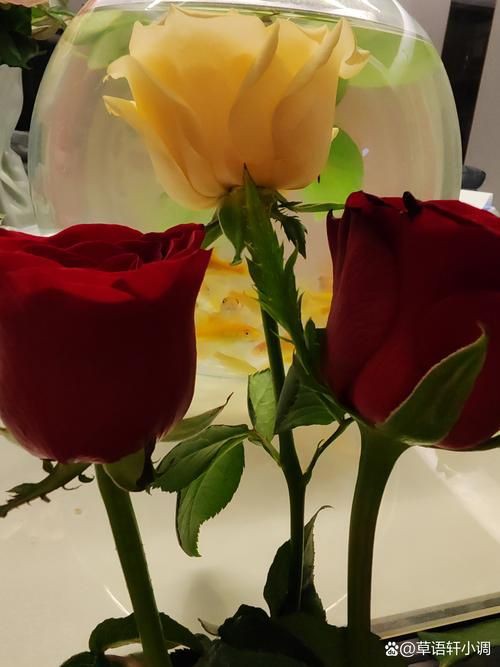 玫瑰和金魚圖片，《玫瑰和金魚圖片》獨特的“玫瑰和金魚圖片”將兩種截然不同的元素巧妙融合