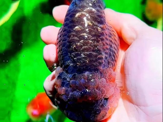玫瑰和金魚圖片，《玫瑰和金魚圖片》獨特的“玫瑰和金魚圖片”將兩種截然不同的元素巧妙融合