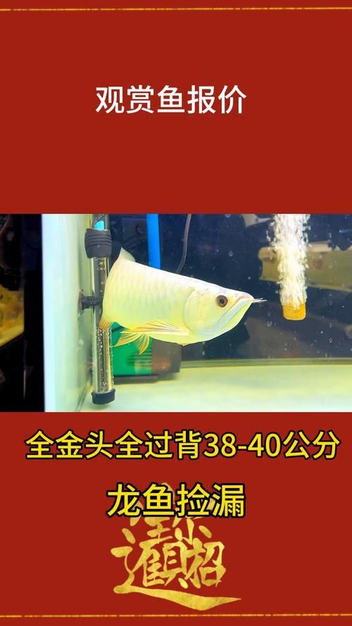 紅龍過背的特征圖片，“紅龍過背”是龍魚中極具觀賞價值的品種其特征其特征