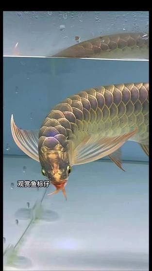 紅龍過背的特征圖片，“紅龍過背”是龍魚中極具觀賞價值的品種其特征其特征