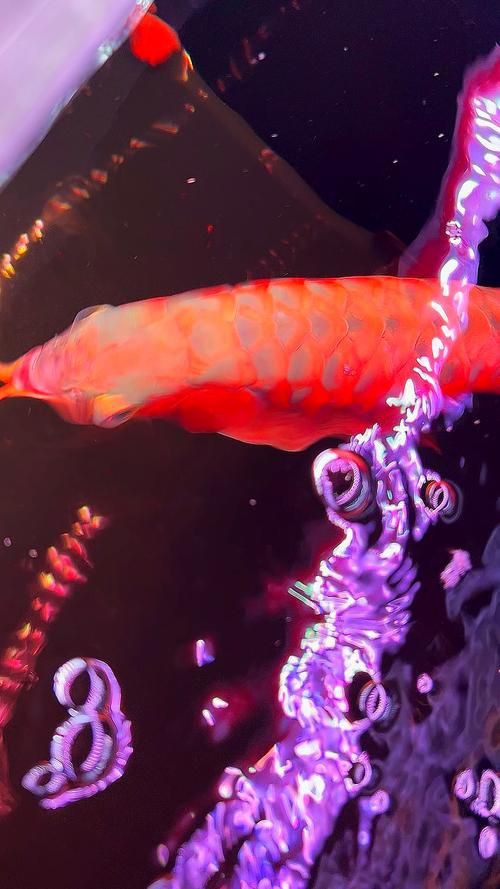 紅龍過背的特征圖片，“紅龍過背”是龍魚中極具觀賞價值的品種其特征其特征