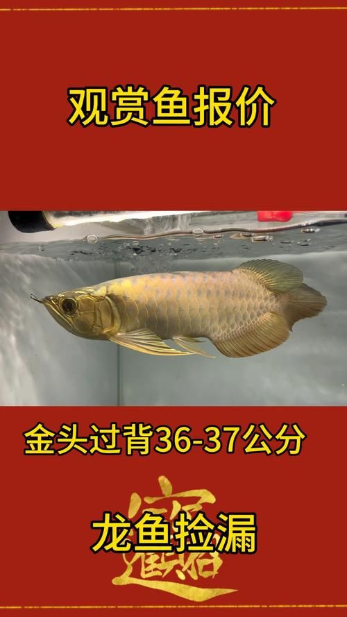 紅龍過背的特征圖片，“紅龍過背”是龍魚中極具觀賞價值的品種其特征其特征